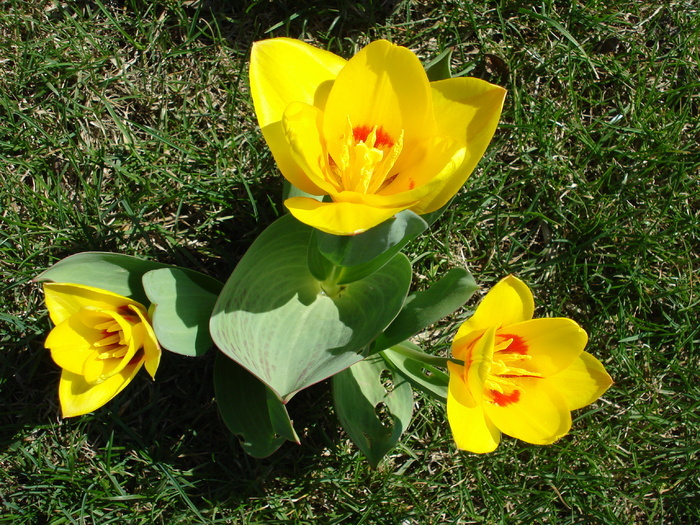 Tulipa Stresa (2010, March 26) - Tulipa Stresa