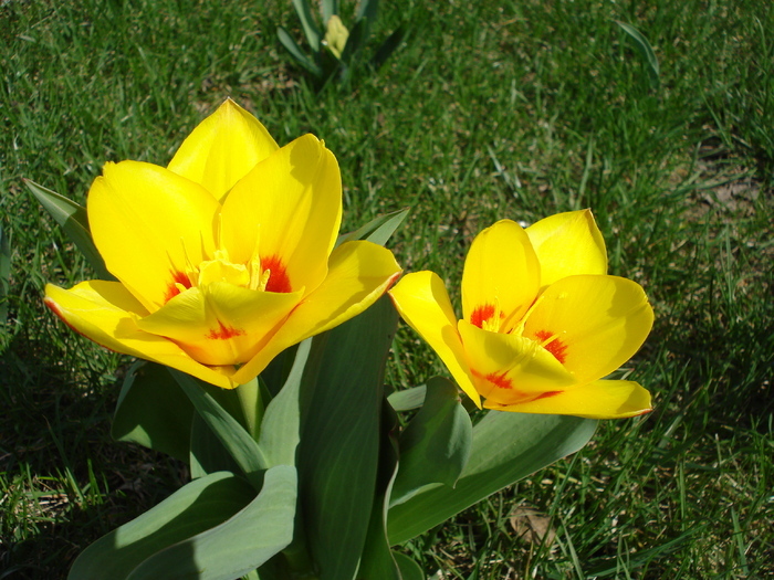 Tulipa Stresa (2010, March 27)