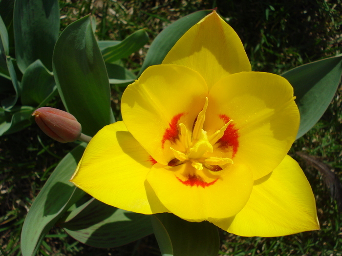 Tulipa Stresa (2010, March 27)