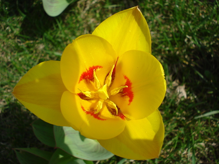 Tulipa Stresa (2010, March 27)