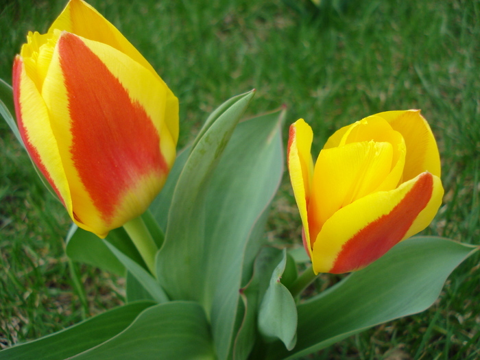 Tulipa Stresa (2010, March 27)