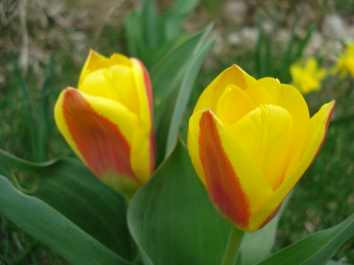 Tulipa Stresa (2010, March 27) - Tulipa Stresa