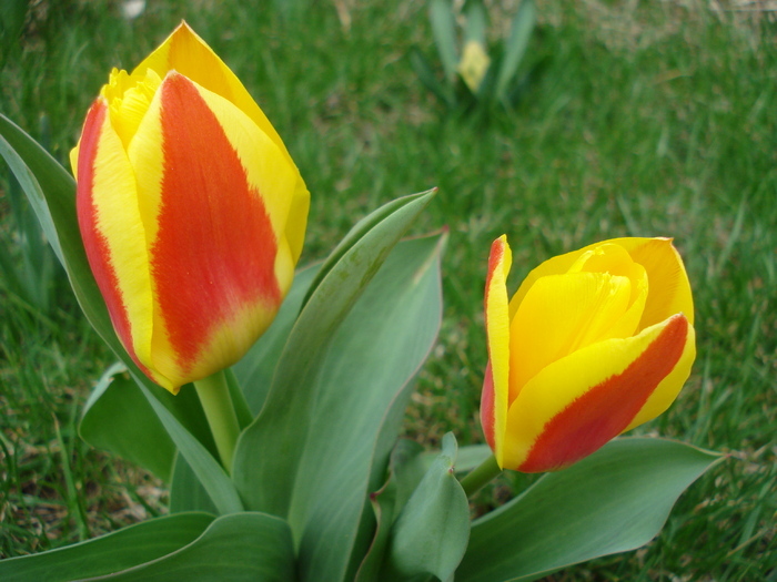 Tulipa Stresa (2010, March 27)