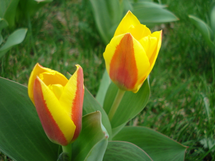 Tulipa Stresa (2010, March 27) - Tulipa Stresa
