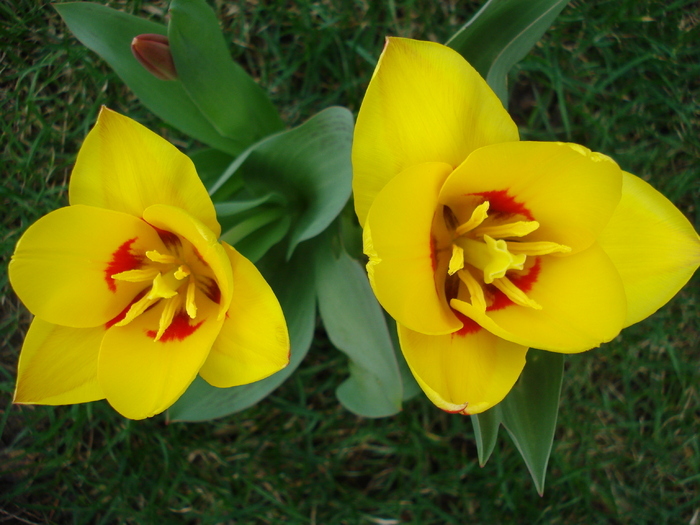 Tulipa Stresa (2010, March 29) - Tulipa Stresa