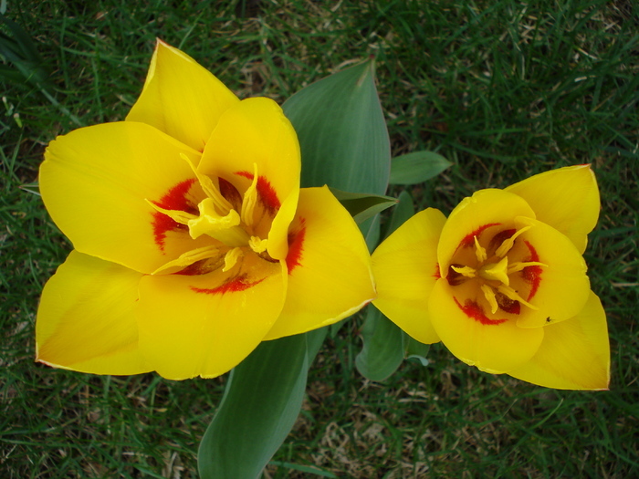 Tulipa Stresa (2010, March 29)