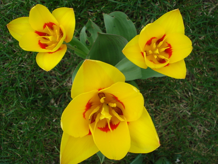 Tulipa Stresa (2010, March 29)