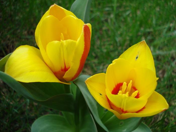 Tulipa Stresa (2010, March 29)