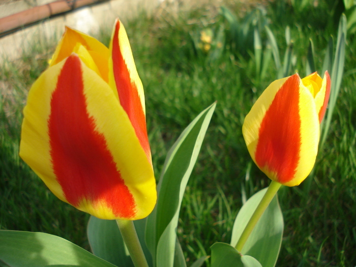Tulipa Stresa (2010, March 30)