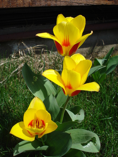 Tulipa Stresa (2010, April 01)