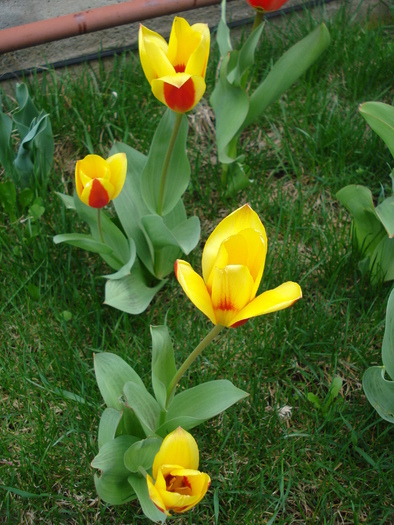 Tulipa Stresa (2010, April 03)