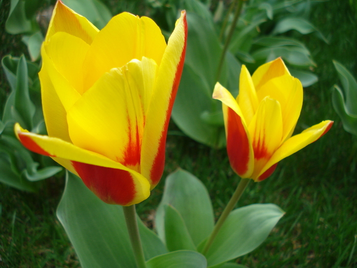 Tulipa Stresa (2010, April 03)