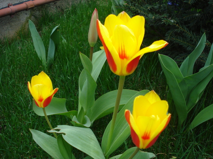 Tulipa Stresa (2010, April 03)