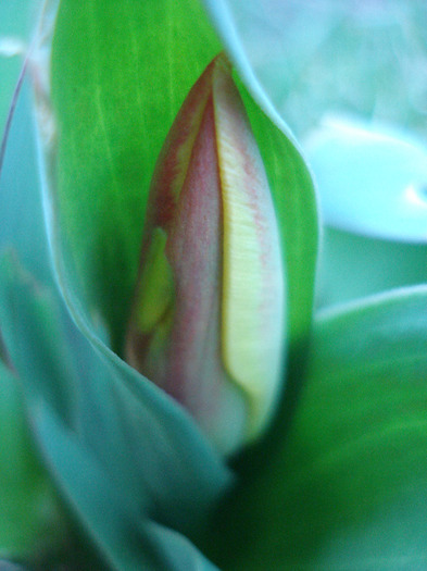 Tulipa Stresa (2011, March 26)