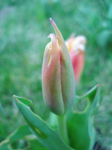 Tulipa Stresa (2011, March 26)