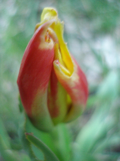 Tulipa Stresa (2011, March 26)