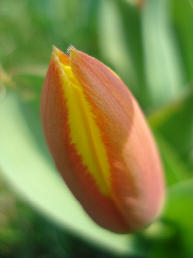 Tulipa Stresa (2011, March 27)