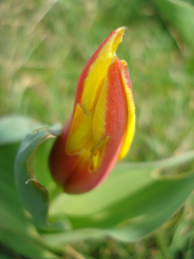 Tulipa Stresa (2011, March 27)