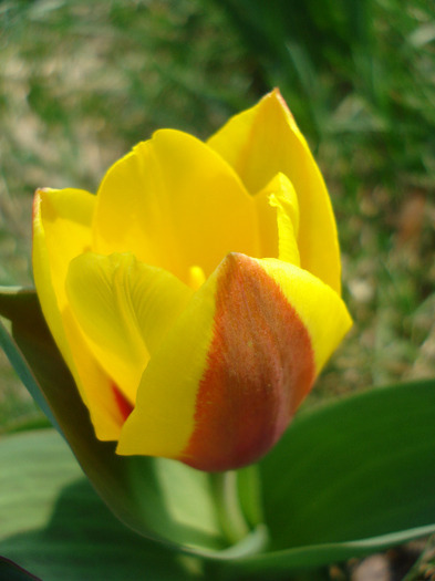 Tulipa Stresa (2011, March 27)