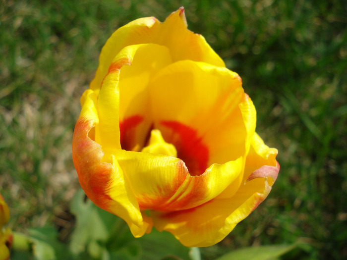 Tulipa Stresa (2011, March 27)