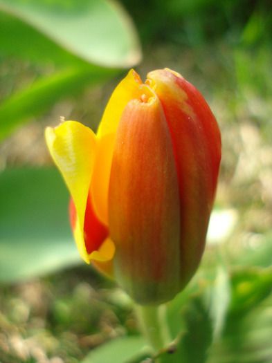 Tulipa Stresa (2011, March 27)