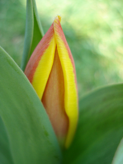 Tulipa Stresa (2011, March 27)