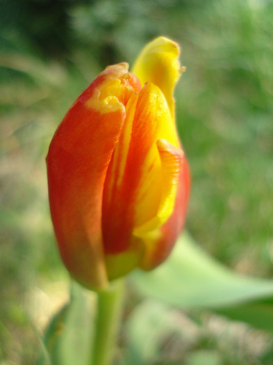 Tulipa Stresa (2011, March 27)