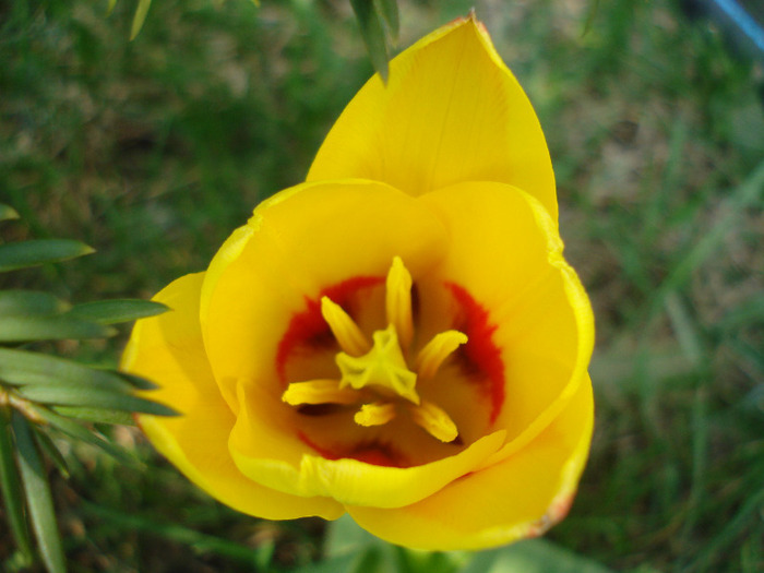 Tulipa Stresa (2011, March 27)