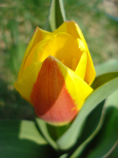 Tulipa Stresa (2011, March 27)
