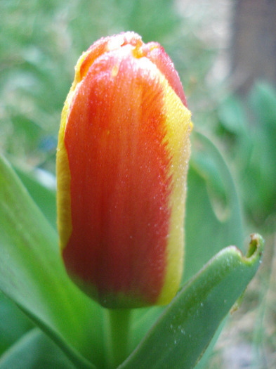 Tulipa Stresa (2011, March 28)