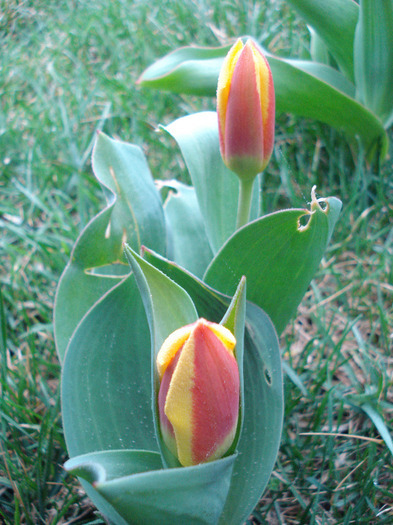 Tulipa Stresa (2011, March 28) - Tulipa Stresa