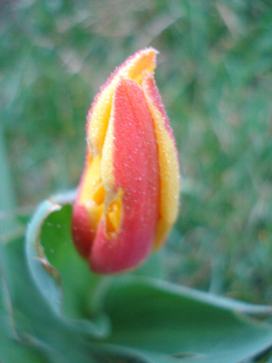 Tulipa Stresa (2011, March 28) - Tulipa Stresa