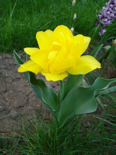 Tulipa Monte Carlo (2009, April 17)