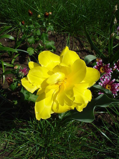 Tulipa Monte Carlo (2009, April 18) - Tulipa Monte Carlo