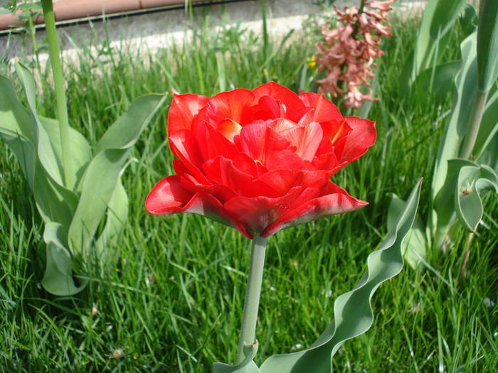 Tulipa Red (2009, April 13) - Tulipa Red