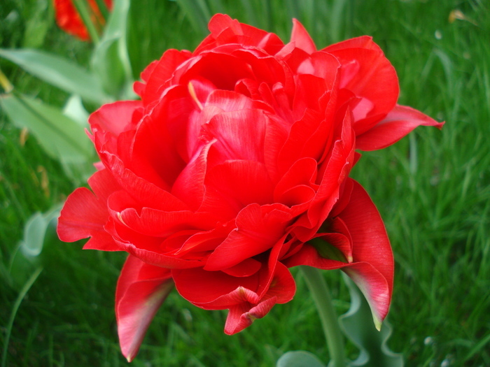 Tulipa Red (2010, April 18)