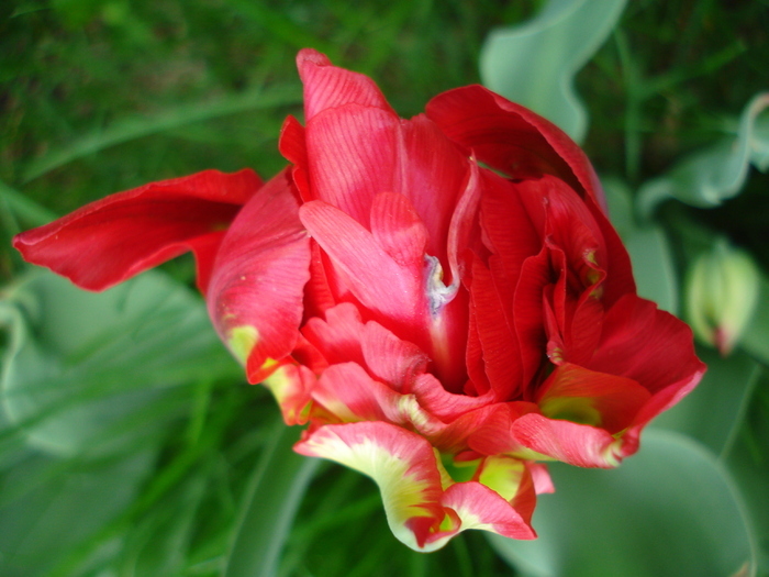 Tulipa Red (2010, April 23)