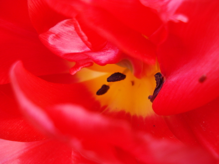 Tulipa Red (2010, April 23) - Tulipa Red