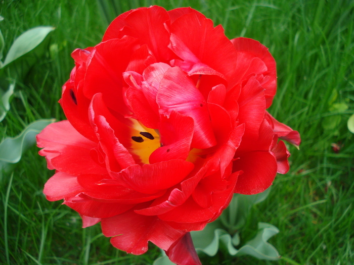 Tulipa Red (2010, April 23) - Tulipa Red