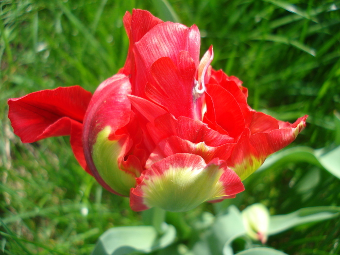 Tulipa Red (2010, April 24) - Tulipa Red