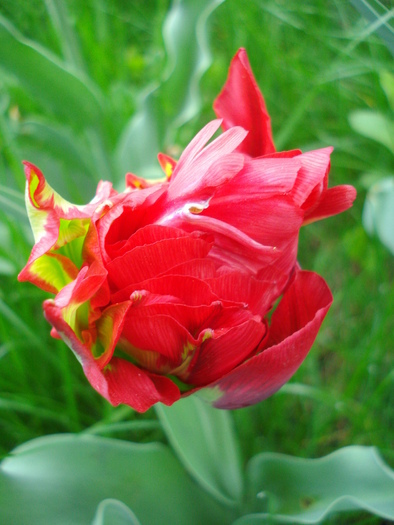 Tulipa Red (2010, April 24) - Tulipa Red