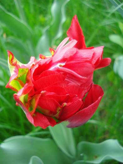 Tulipa Red (2010, April 24)