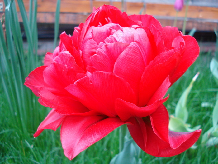 Tulipa Red (2010, April 24) - Tulipa Red