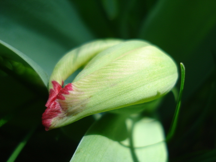 Tulipa Red (2010, April 26)