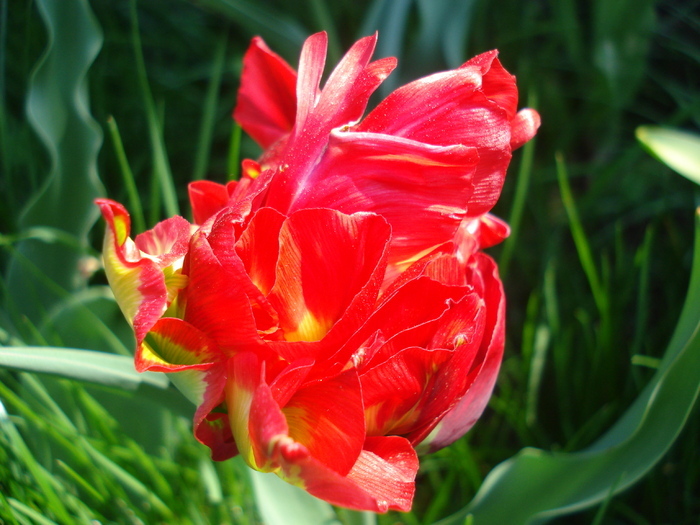 Tulipa Red (2010, April 26) - Tulipa Red