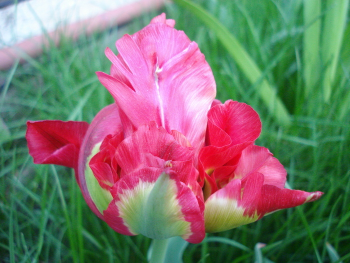 Tulipa Red (2010, April 28)