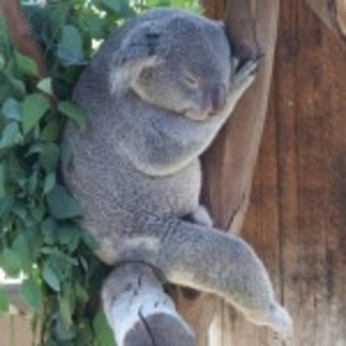 poze_animale_salbatice-urs-koala-dormind-150x150
