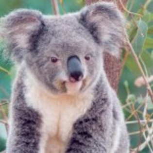 poze_animale_salbatice-urs-koala-dragut-150x150