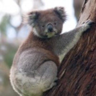 poze_animale_salbatice-urs-koala-in-copac-150x150