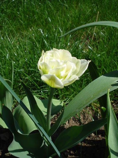 Tulipa Schoonoord (2009, April 16) - Tulipa Schoonoord